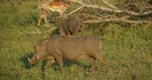 FOTO: South Afrika, Lesotho a Swaziland 2015